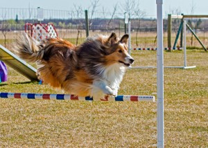 Reckless. Photo by Joan Morgan