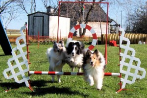 Over! Rogue, Argus & Reckless