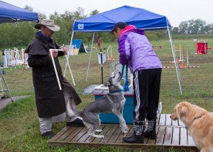 Solo thinks getting measured is FUN! Photo by Joan Morgan