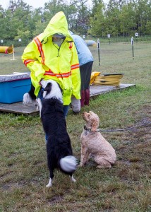 MAL #1:  A little dampness never stops the dogs (from looking for treats!).  Photo by Joan Morgan