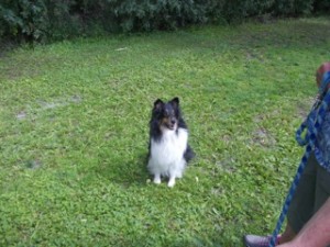 Feist demonstrates a good sit!